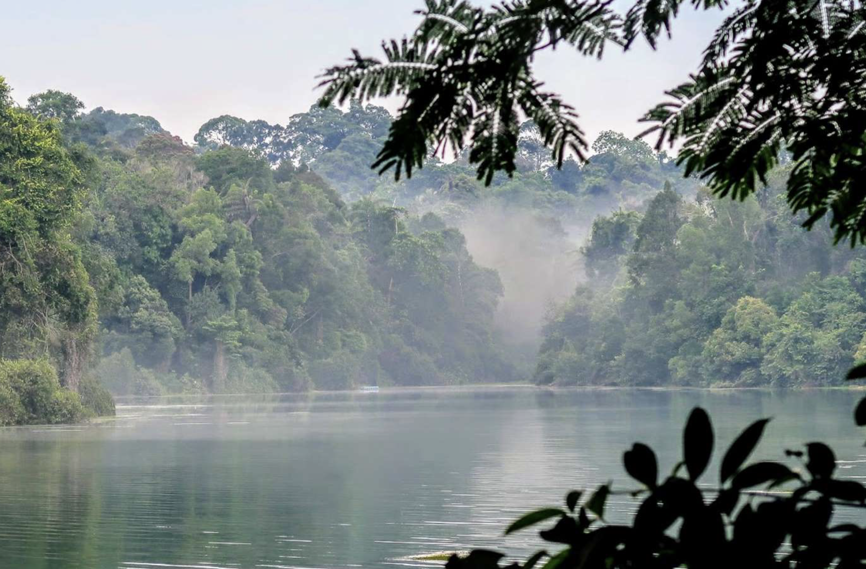 🌳 MacRitchie Reservoir – Where Adventure Meets Tranquility in the Heart of Singapore
