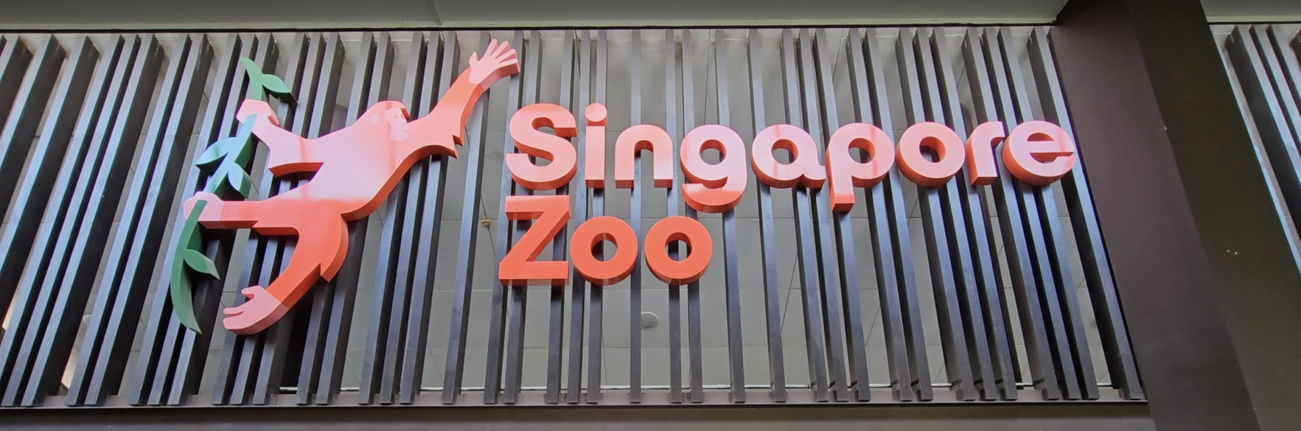 🦁 Singapore Zoo – Where Animals Roam, and So Does Your Imagination